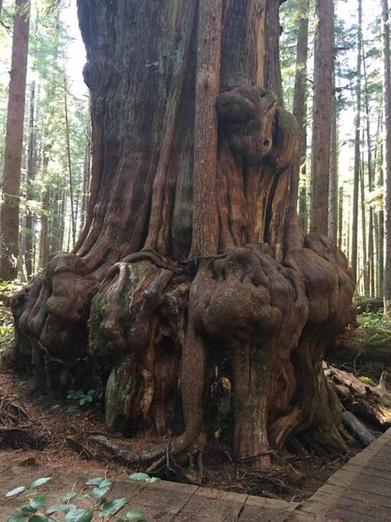 The Great Escape - Port Renfrewヴィラ エクステリア 写真