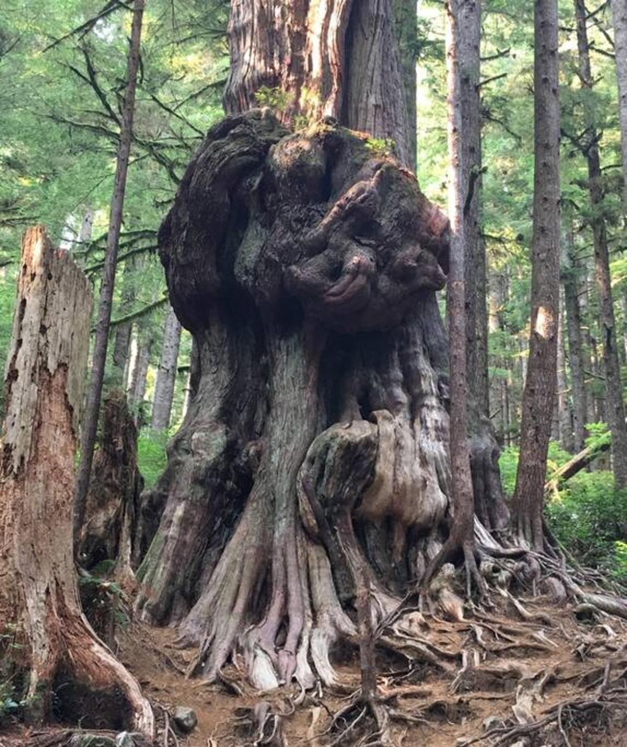 The Great Escape - Port Renfrewヴィラ エクステリア 写真