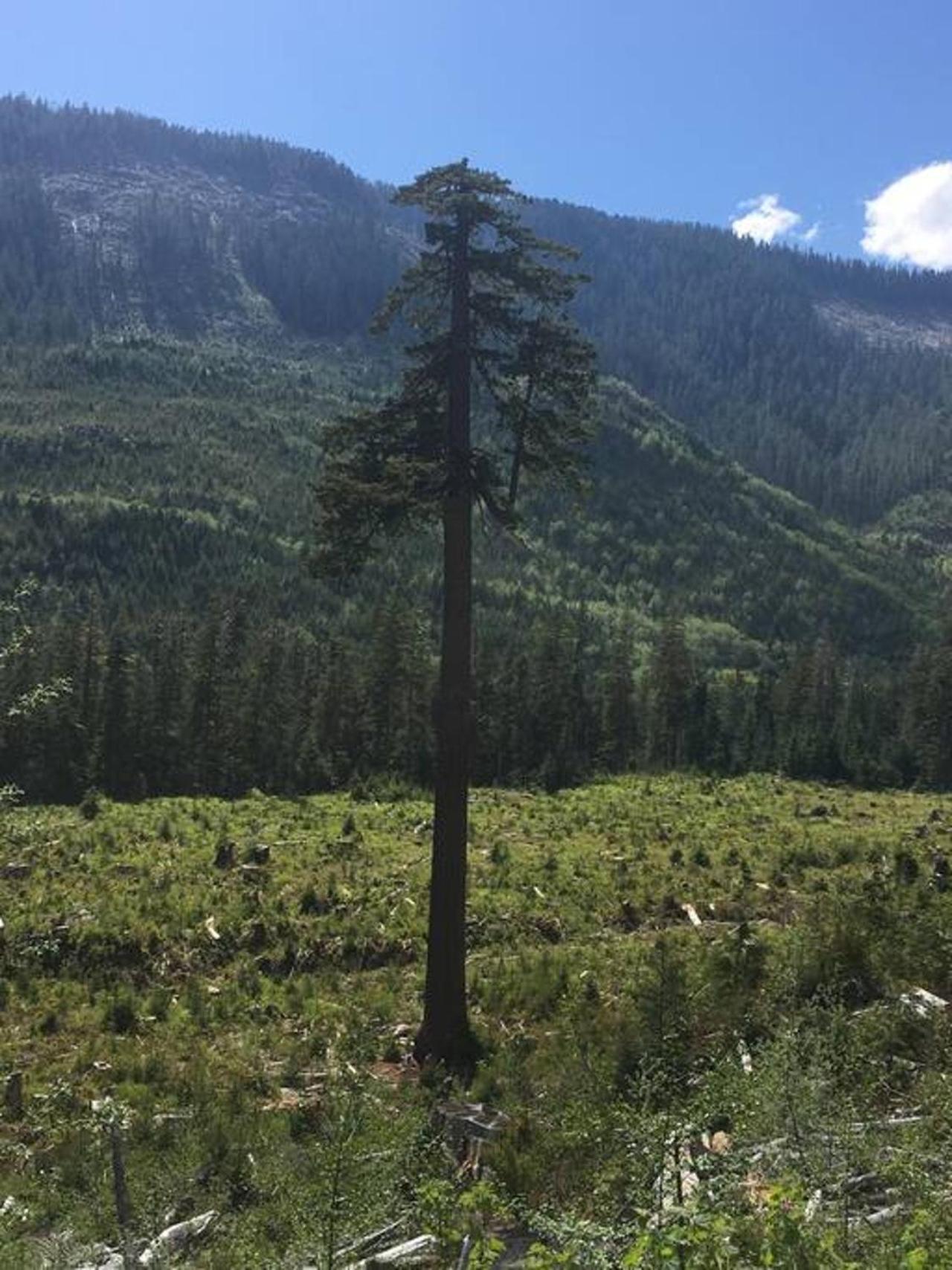 The Great Escape - Port Renfrewヴィラ エクステリア 写真