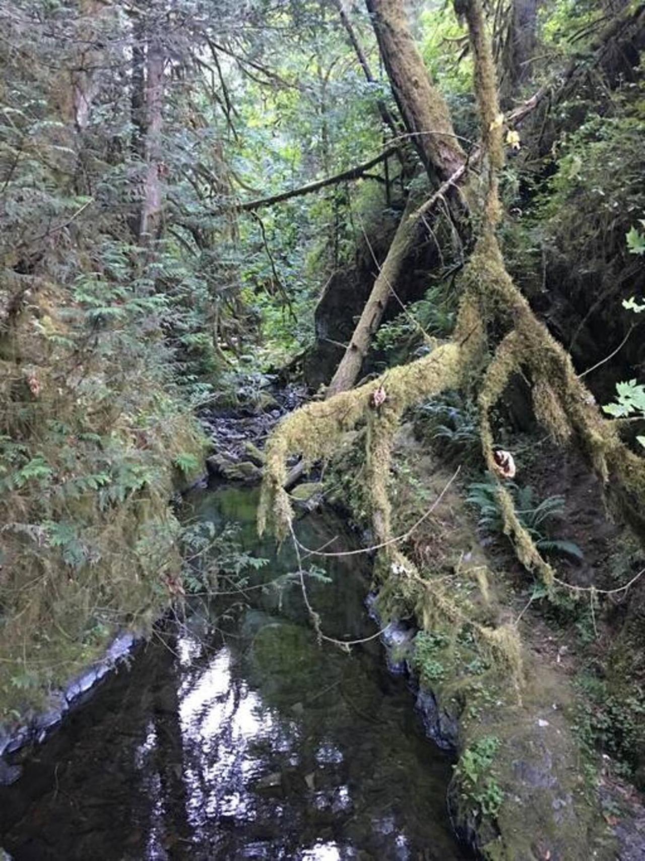 The Great Escape - Port Renfrewヴィラ エクステリア 写真