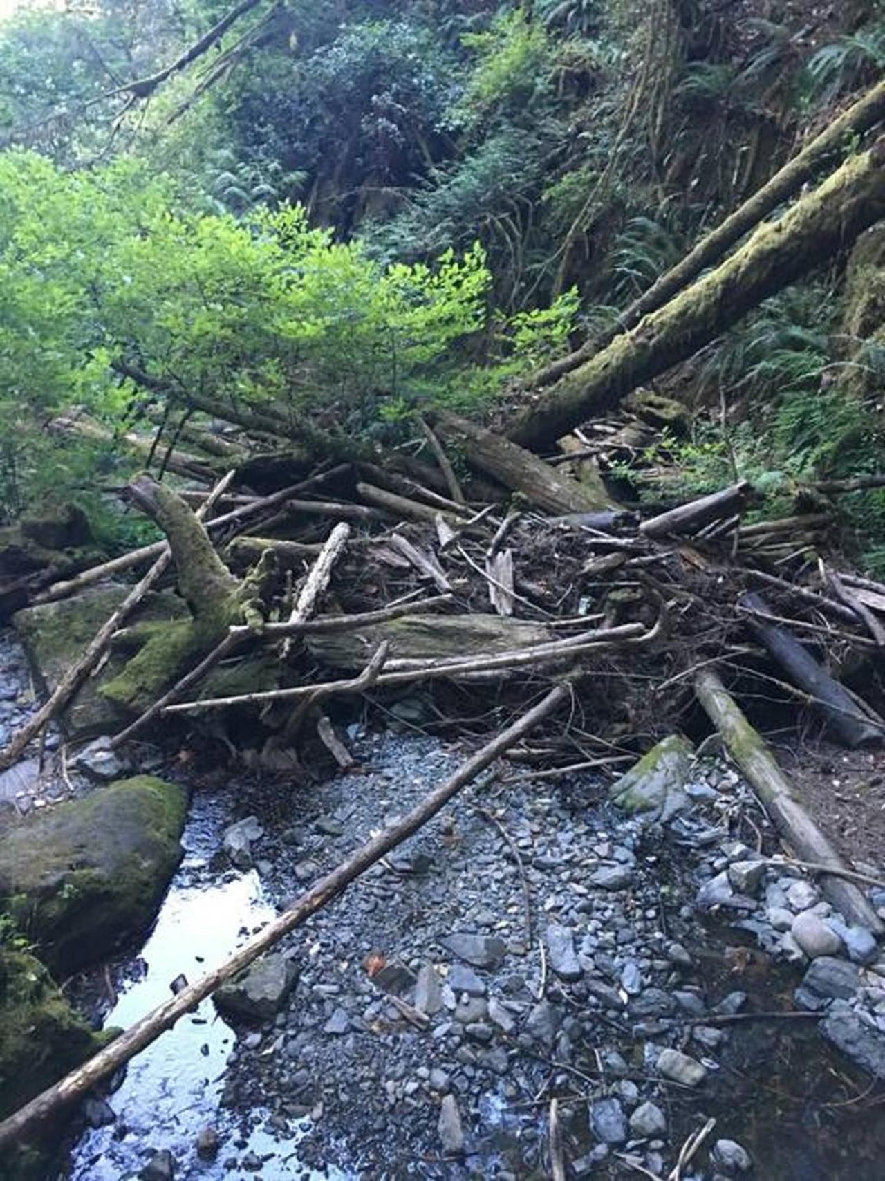 The Great Escape - Port Renfrewヴィラ エクステリア 写真